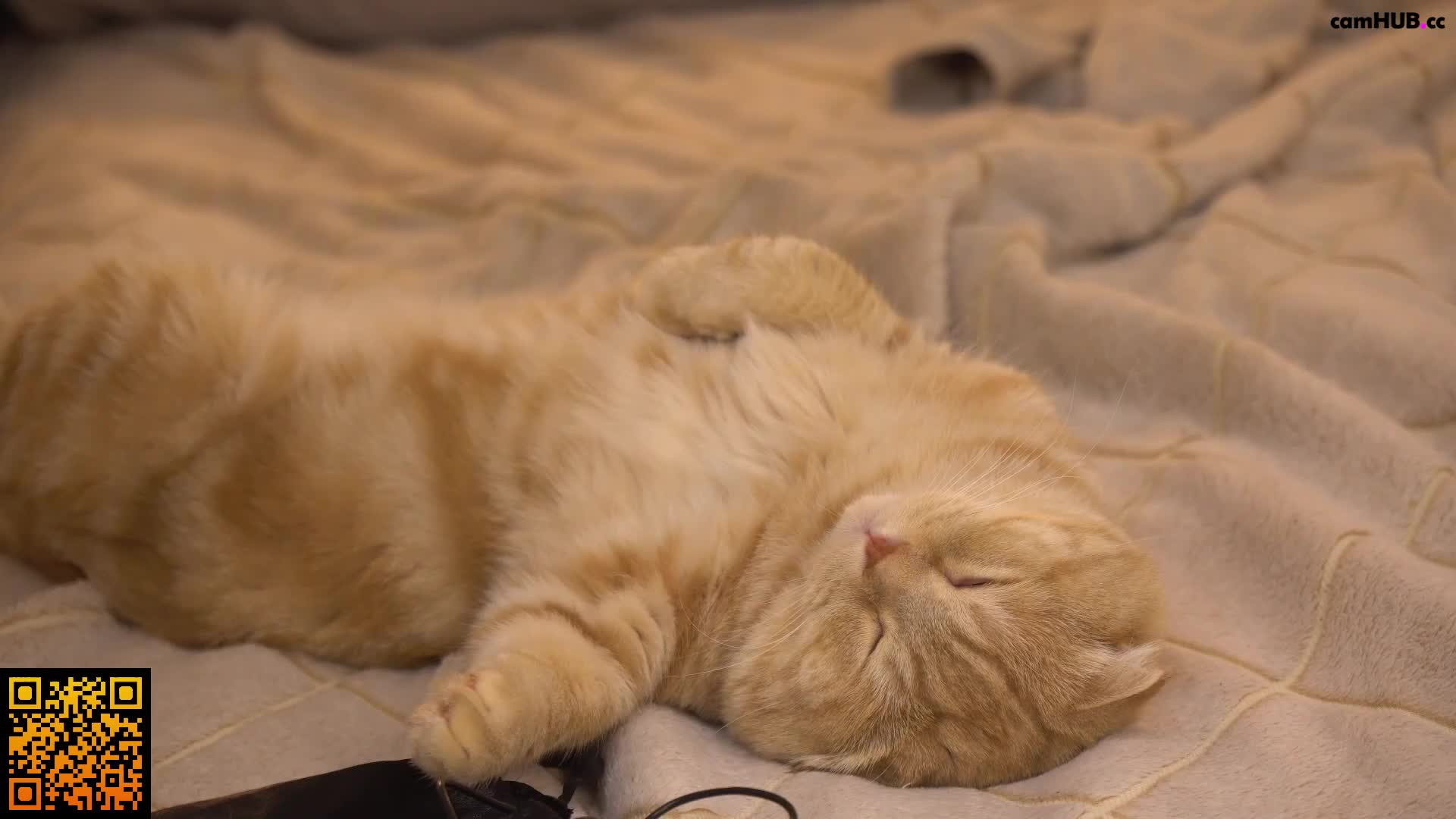 Performer butteflai show 4, # 1 Porn Archive - ePornREC